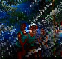 Daintree Rainforest Night Walk from Cape Tribulation - Tweed Heads Accommodation