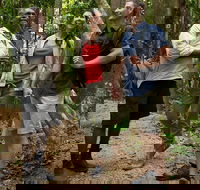 Mossman Gorge Dreamtime Walk and Low Isles Snorkeling and Sailing Cruise - Tweed Heads Accommodation