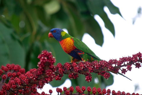 Cairns Reef And Rainforest Combo: Daintree Rainforest And The Great Barrier Reef - Tweed Heads Accommodation 4