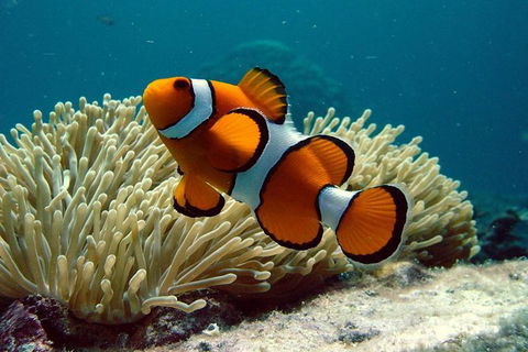 Cairns Reef And Rainforest Combo: Daintree Rainforest And The Great Barrier Reef - Tweed Heads Accommodation 8