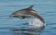 Fraser Island & Dolphin Sailing Adventure - thumb 1
