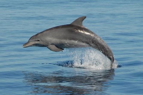 Fraser Island & Dolphin Sailing Adventure - Tweed Heads Accommodation 1