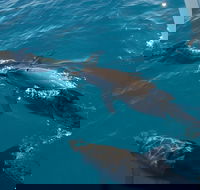 Fraser Island  Dolphin Sailing Adventure - Tweed Heads Accommodation