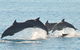 Fraser Island & Dolphin Sailing Adventure - thumb 5