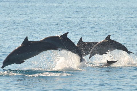 Fraser Island & Dolphin Sailing Adventure - Tweed Heads Accommodation 5