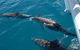 Fraser Island & Dolphin Sailing Adventure - thumb 2