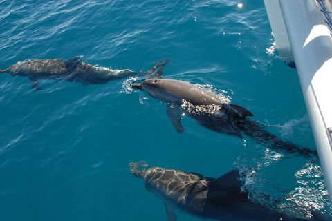 Fraser Island & Dolphin Sailing Adventure - Tweed Heads Accommodation 2