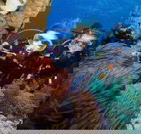 Quicksilver Dive 4 Day PADI Learn to Dive Course - Tweed Heads Accommodation
