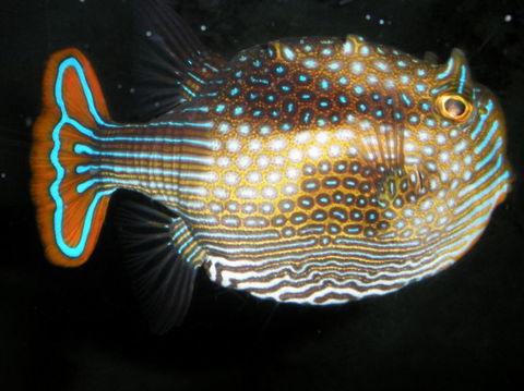 Quicksilver Outer Great Barrier Reef Snorkel Cruise From Port Douglas - Tweed Heads Accommodation 3