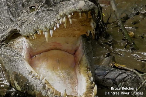 1-Hour Daintree River Wildlife Cruise - Tweed Heads Accommodation 1