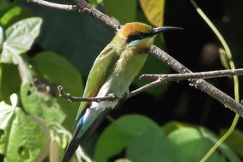 1-Hour Daintree River Wildlife Cruise - Tweed Heads Accommodation 12