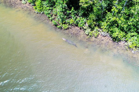 1-Hour Daintree River Wildlife Cruise - Tweed Heads Accommodation 11
