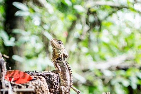 1-Hour Daintree River Wildlife Cruise - Tweed Heads Accommodation 8