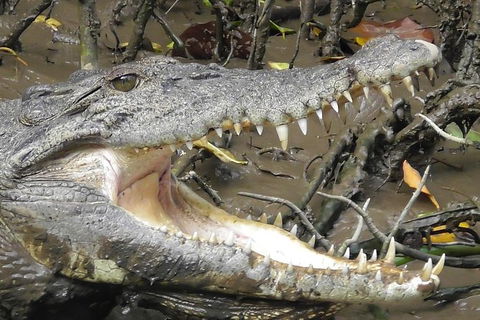 1-Hour Daintree River Wildlife Cruise - Tweed Heads Accommodation 4