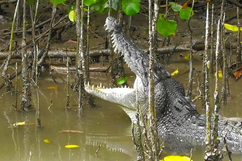 1-Hour Daintree River Wildlife Cruise - Tweed Heads Accommodation 2