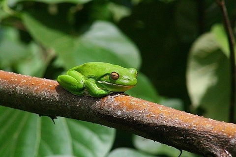 1-Hour Daintree River Wildlife Cruise - Tweed Heads Accommodation 10