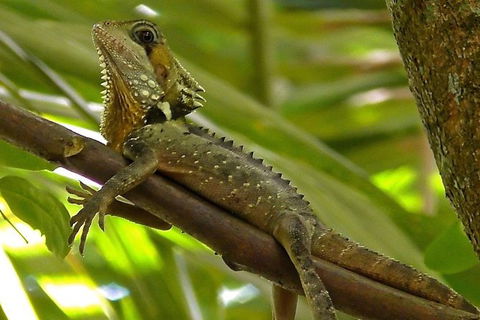 1-Hour Daintree River Wildlife Cruise - Tweed Heads Accommodation 7
