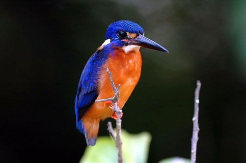 1-Hour Daintree River Wildlife Cruise - Tweed Heads Accommodation 6