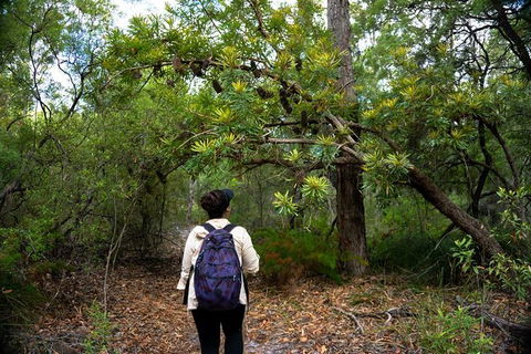 Pack-free Camping: Lake McKenzie Central Hike - 2 Days - Tweed Heads Accommodation 1
