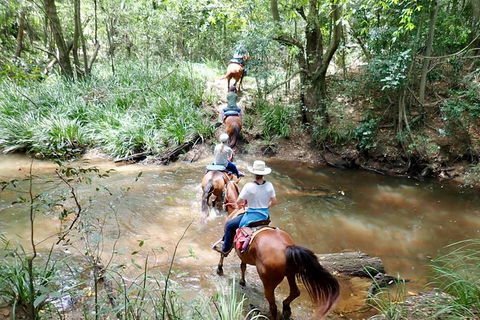 Country Day Ride From Mt Goomboorian With Rainbow Beach Horse Rides - Tweed Heads Accommodation 1