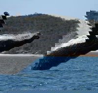 Hervey Bay Ultimate Whale Watching Cruise - Tweed Heads Accommodation