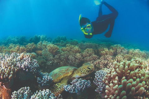 Wavedancer Low Isles Great Barrier Reef Sailing Cruise From Palm Cove - Tweed Heads Accommodation 5