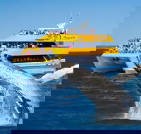 Spirit of Hervey Bay Whale Watching Cruise - Tweed Heads Accommodation