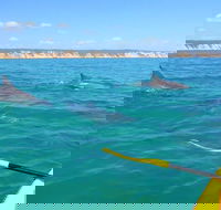 Half-Day Kayak with Dolphins and 4WD Beach Drive from Rainbow Beach - Tweed Heads Accommodation