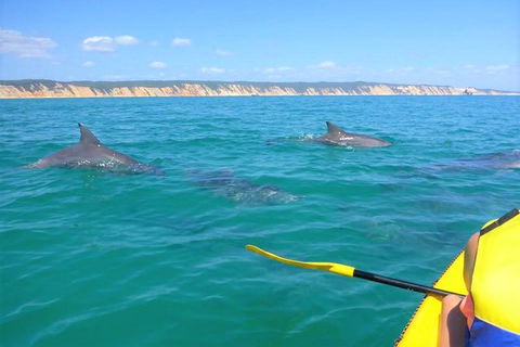 Half-Day Kayak With Dolphins And 4WD Beach Drive From Rainbow Beach - Tweed Heads Accommodation 0