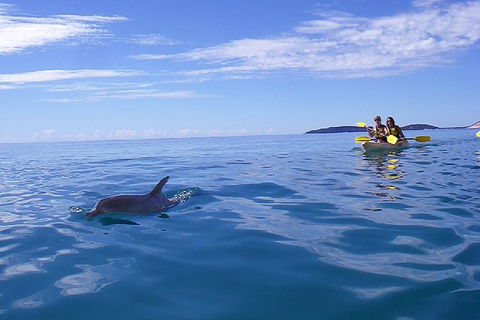 Half-Day Kayak With Dolphins And 4WD Beach Drive From Rainbow Beach - Tweed Heads Accommodation 9