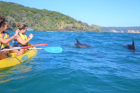 Half-Day Kayak With Dolphins And 4WD Beach Drive From Rainbow Beach - Tweed Heads Accommodation 3