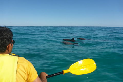 Half-Day Kayak With Dolphins And 4WD Beach Drive From Rainbow Beach - Tweed Heads Accommodation 6