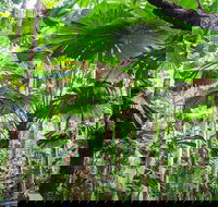 Cape Tribulation Daintree Rainforest and Wildlife Tour - Tweed Heads Accommodation