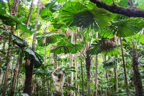 Cape Tribulation, Daintree Rainforest And Wildlife Tour - Tweed Heads Accommodation 0
