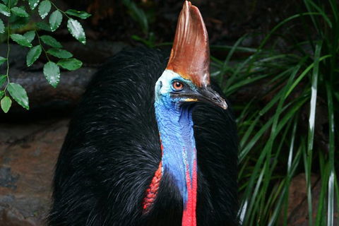 Cape Tribulation, Daintree Rainforest And Wildlife Tour - Tweed Heads Accommodation 1