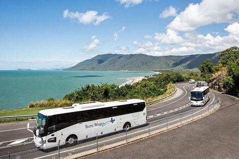 Cape Tribulation, Daintree Rainforest And Wildlife Tour - Tweed Heads Accommodation 3