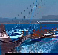 Blue Dolphin Exclusive Whale Watch Encounters - Tweed Heads Accommodation