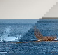 Whale Watching Ocean Tour - Tweed Heads Accommodation