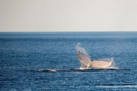 Whale Watching Ocean Tour - Tweed Heads Accommodation 0