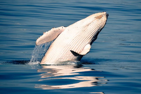 Whale Watching Ocean Tour - Tweed Heads Accommodation 1