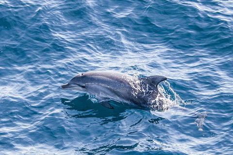 All Inclusive Dolphin And Tangalooma Wrecks Cruise Departing Gold Coast - Tweed Heads Accommodation 7