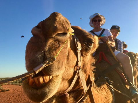 Uluru Small-Group Tour By Camel At Sunrise Or Sunset - Tweed Heads Accommodation 7