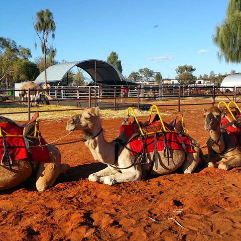 Uluru Small-Group Tour By Camel At Sunrise Or Sunset - Tweed Heads Accommodation 15