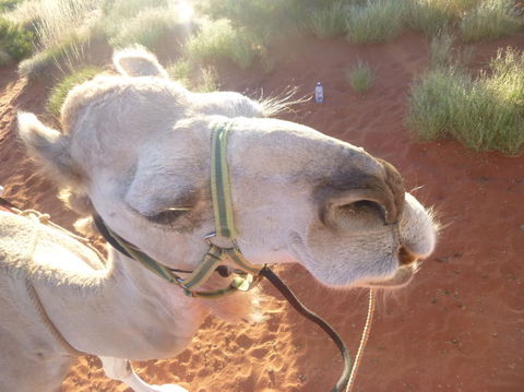 Uluru Small-Group Tour By Camel At Sunrise Or Sunset - Tweed Heads Accommodation 10