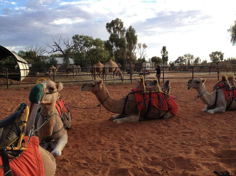 Uluru Small-Group Tour By Camel At Sunrise Or Sunset - Tweed Heads Accommodation 24