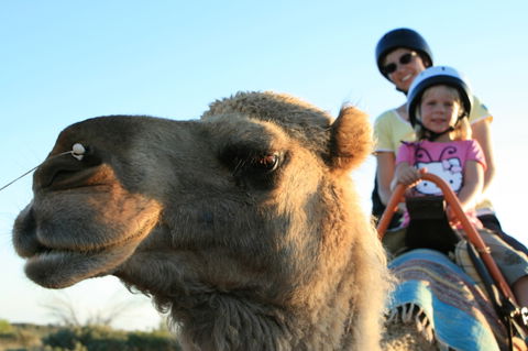 Uluru Small-Group Tour By Camel At Sunrise Or Sunset - Tweed Heads Accommodation 3