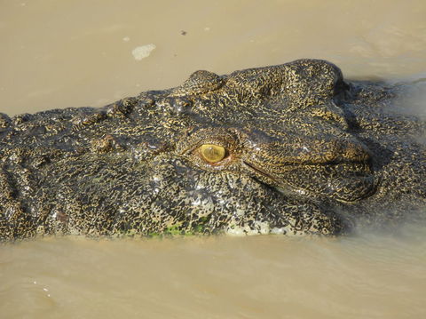 Darwin Jumping Crocodiles Cruise On Adelaide River - Tweed Heads Accommodation 4