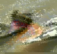 Darwin Jumping Crocodiles Cruise on Adelaide River - Tweed Heads Accommodation