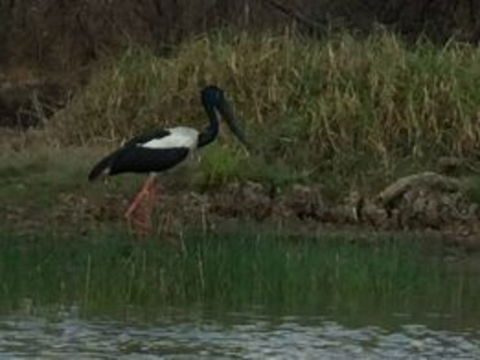 1 Day Corroboree Billabong Wetland Experience Including 2.5 Hour Cruise + Lunch - Tweed Heads Accommodation 3
