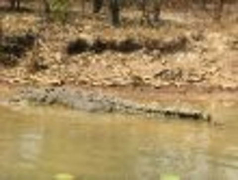 1 Day Corroboree Billabong Wetland Experience Including 2.5 Hour Cruise + Lunch - Tweed Heads Accommodation 6